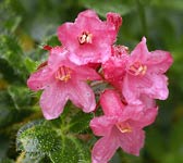 Rhododendron hirsutum