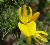 Genista anglica