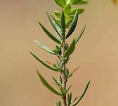 Genista anglica