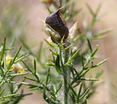 Genista hispanica