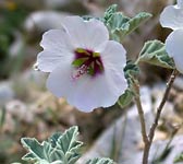 Lavatera maritima