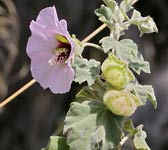 Lavatera maritima