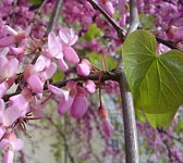 Cercis siliquastrum