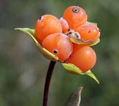 Lonicera implexa