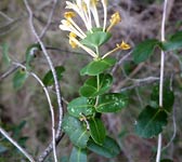 Lonicera implexa