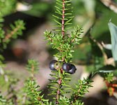 Empetrum nigrum