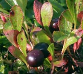 Arctostaphylos alpinus