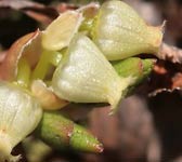 Arctostaphylos alpinus