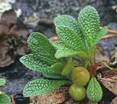 Arctostaphylos alpinus