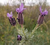 Lavandula stoechas