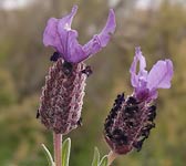 Lavandula stoechas