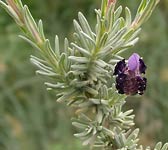 Lavandula stoechas