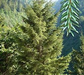 Picea orientalis