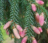 Picea orientalis