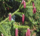 Picea orientalis