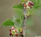 Ribes uva-crispa