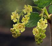 Ribes rubrum