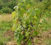 Ribes nigrum