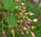 Ribes nigrum