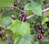 Ribes nigrum