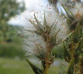 Myricaria germanica