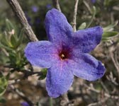 Lithospermum fruticosum