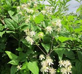 Clematis vitalba