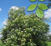 Sambucus nigra