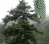 Abies pinsapo