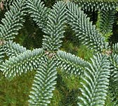 Abies pinsapo