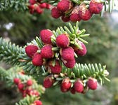 Abies pinsapo