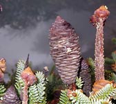 Abies pinsapo