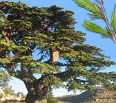 Cedrus libani