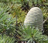 Cedrus libani