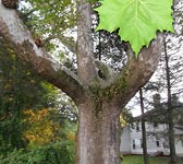 Platanus occidentalis