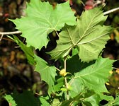 Platanus occidentalis