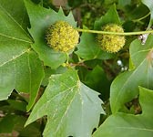 Platanus occidentalis