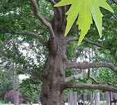 Platanus orientalis