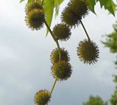 Platanus orientalis