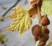 Platanus orientalis