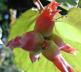 Corylus maxima