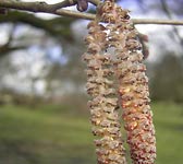 Corylus maxima