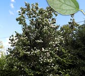 Philadelphus coronarius