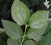 Philadelphus coronarius