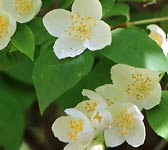 Philadelphus coronarius