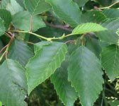 Alnus incana