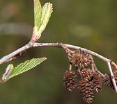 Alnus incana