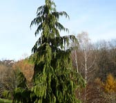 Cupressus nootkatensis