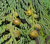 Cupressus nootkatensis