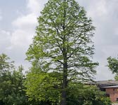 Taxodium distichum